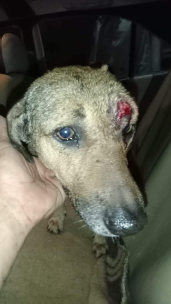 الرفق بالحيوان وسلوك الإنسان